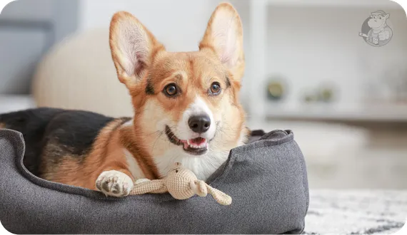 corgi odpoczywający w swoim legowisku